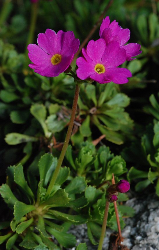 Слика од Primula suffrutescens A. Gray