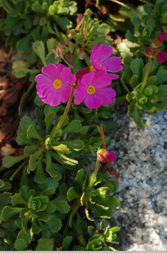 Plancia ëd Primula suffrutescens A. Gray