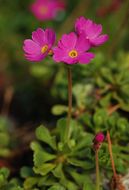 Primula suffrutescens A. Gray resmi