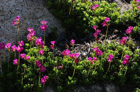 Plancia ëd Primula suffrutescens A. Gray