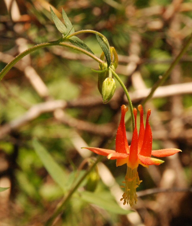 Imagem de Aquilegia formosa Fisch.