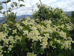 Sivun Clematis lasiantha Nutt. ex Torr. & Gray kuva