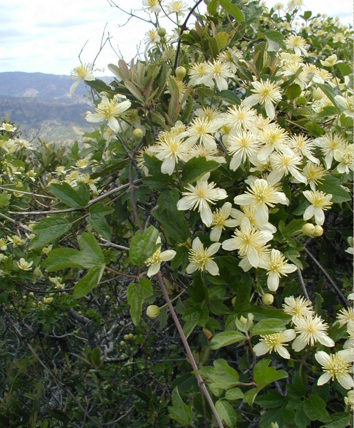 Sivun Clematis lasiantha Nutt. ex Torr. & Gray kuva