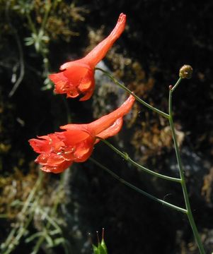 裸茎翠雀花的圖片