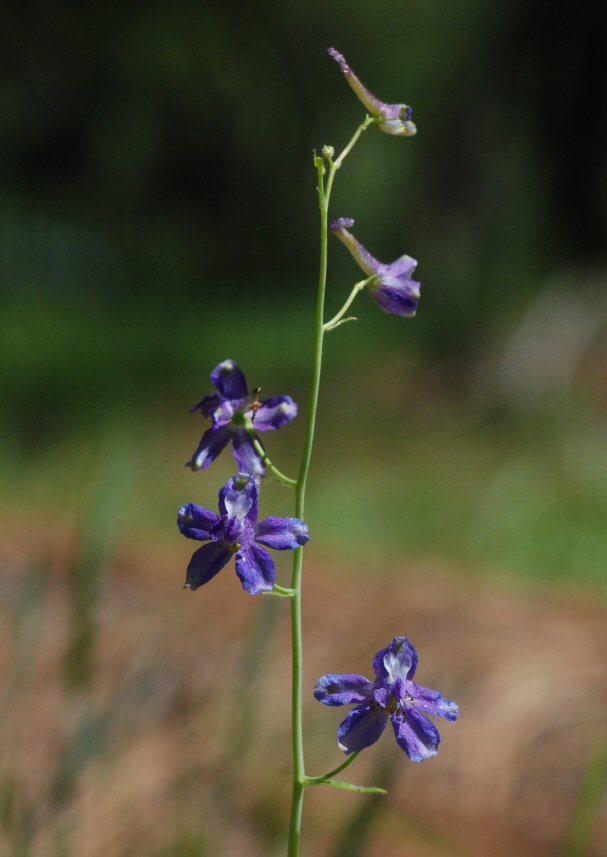 Image of slim larkspur