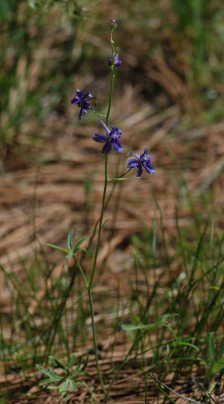 Image of slim larkspur