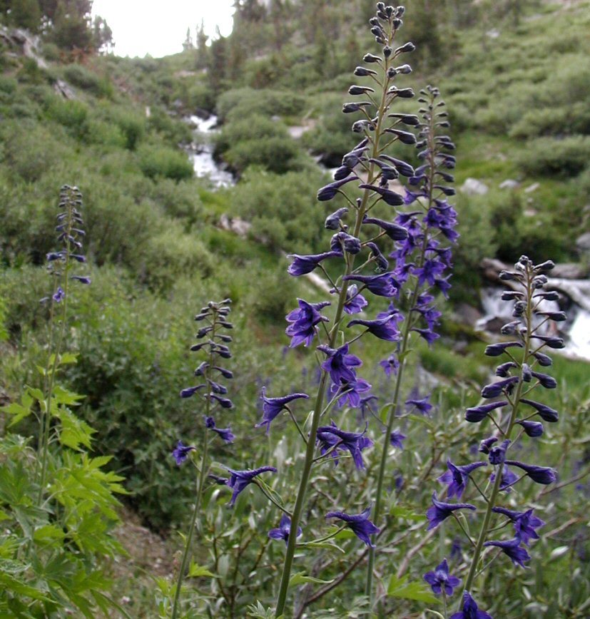 Sivun Delphinium glaucum S. Wats. kuva