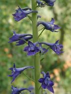 Image of Sierra larkspur