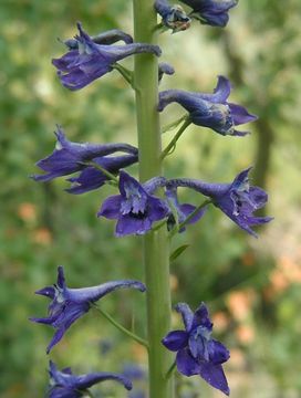 Sivun Delphinium glaucum S. Wats. kuva