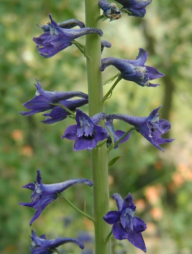 Image of Sierra larkspur