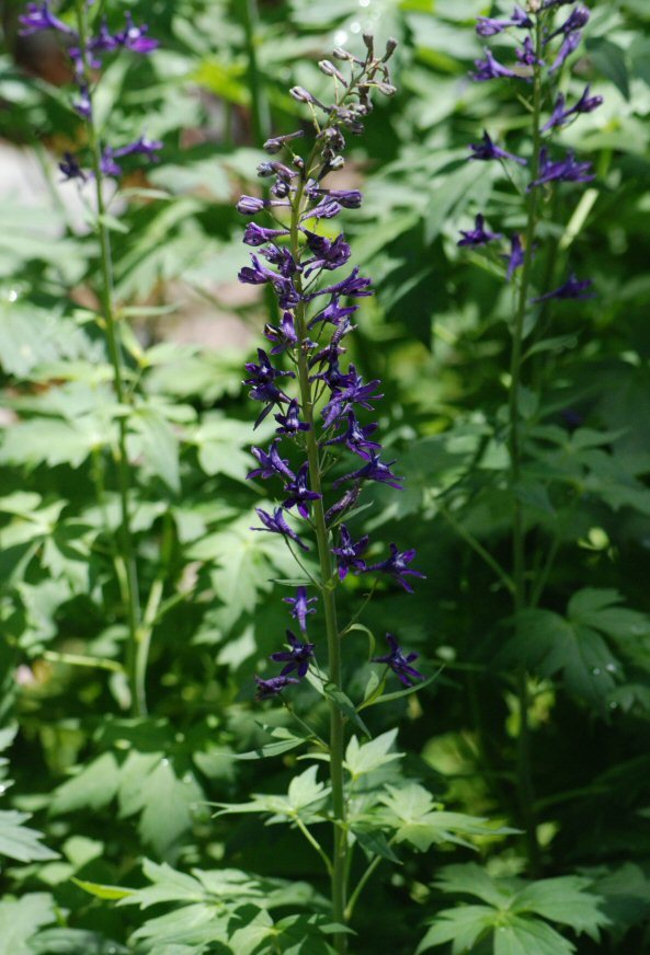 Image of Sierra larkspur