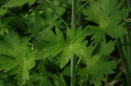 Sivun Delphinium glaucum S. Wats. kuva