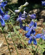 Delphinium gracilentum Greene的圖片