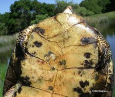 Image of Pacific pond turtle