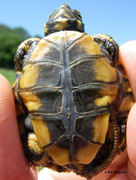 Image of Pacific pond turtle