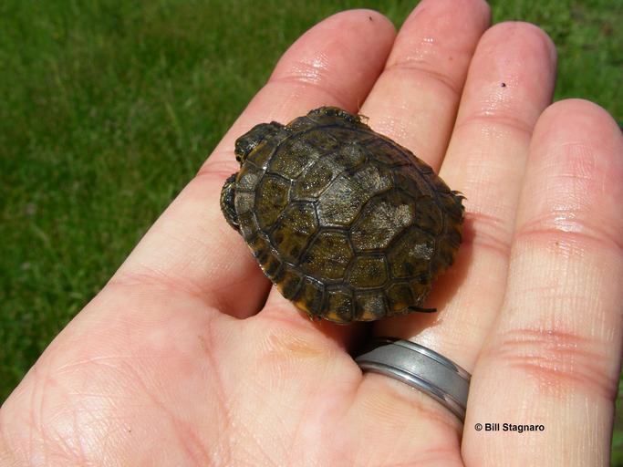 Image of Pacific pond turtle