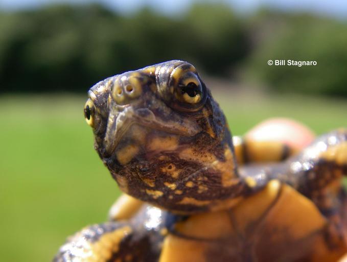 Image of Pacific pond turtle