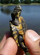 Image of Pacific pond turtle