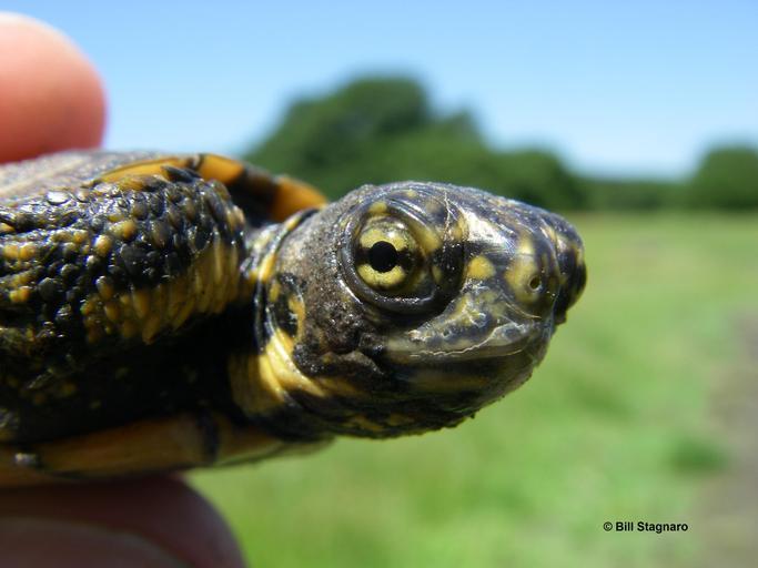 Image of Pacific pond turtle