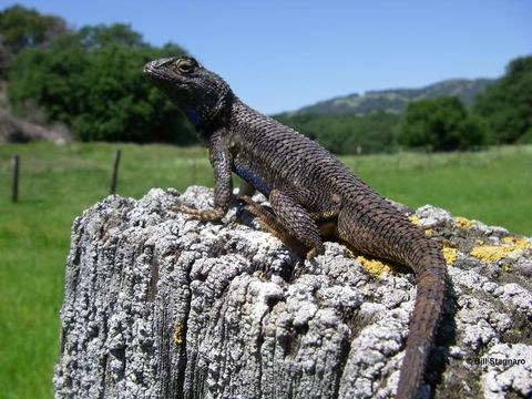 Image of Sceloporus occidentalis bocourtii Boulenger 1885