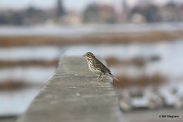 Image of Savannah Sparrow