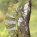 Image of Decorated Anole