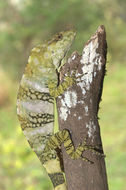 Image of Decorated Anole