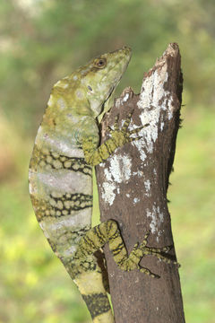 Image of Decorated Anole