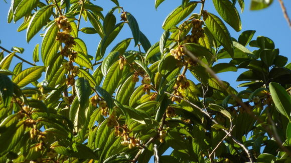 Imagem de Diospyros gaultheriifolia Mart. ex Miq.