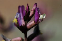 Imagem de Astragalus casei A. Gray