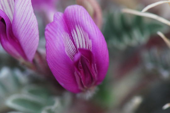 Image of Newberry's milkvetch