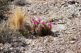 Image de Echinocereus engelmannii (Parry ex Engelm.) Lem.