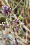 Plancia ëd Caulanthus glaucus S. Watson