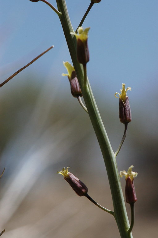 Plancia ëd Caulanthus glaucus S. Watson