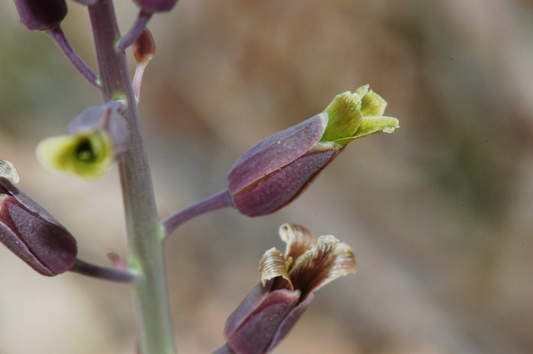 Plancia ëd Caulanthus glaucus S. Watson