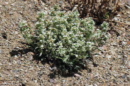 Image of <i>Cryptantha flavoculata</i>