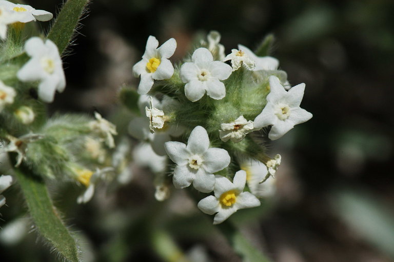 Image of <i>Cryptantha flavoculata</i>