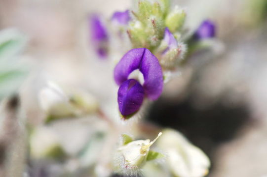 Image of shortstem lupine