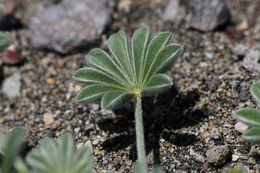 Imagem de Lupinus brevicaulis S. Watson