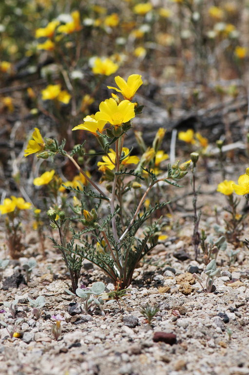 Image of shining blazingstar