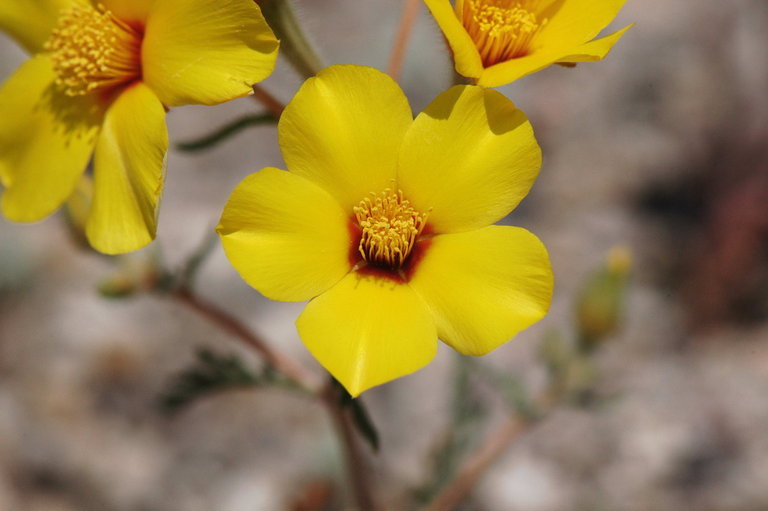 Image of shining blazingstar