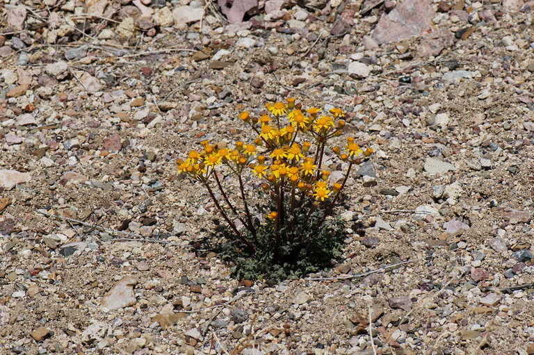 Image of lobeleaf groundsel