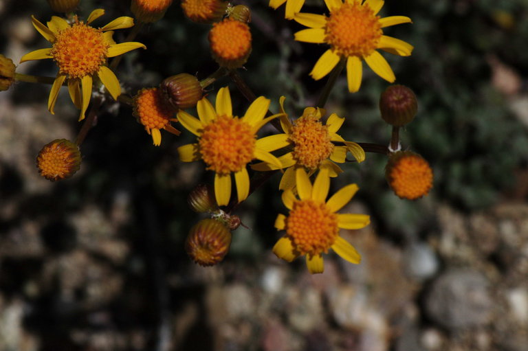 Image of lobeleaf groundsel