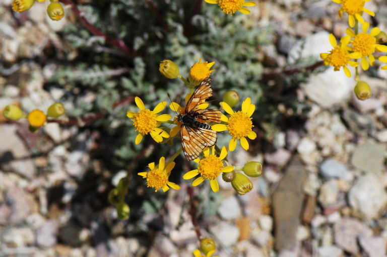 Image of lobeleaf groundsel