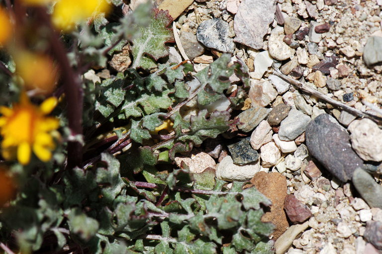 Image of lobeleaf groundsel