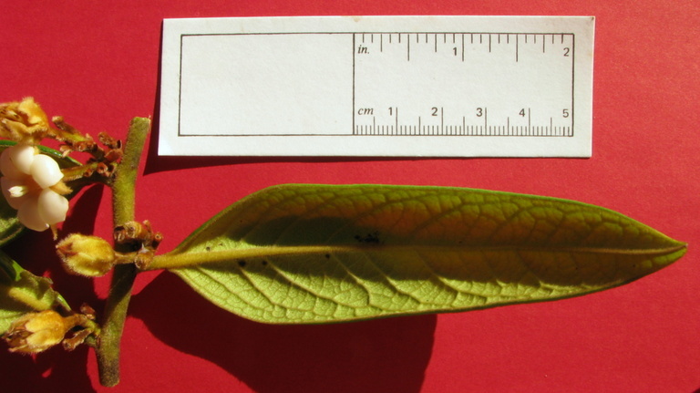 Diospyros gaultheriifolia Mart. ex Miq.的圖片