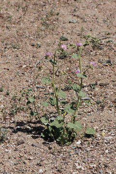 Imagem de Sphaeralcea ambigua var. rosacea (Munz & I. M. Johnst.) Kearney