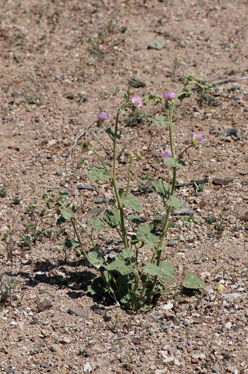 Image of rose globemallow