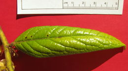 Diospyros gaultheriifolia Mart. ex Miq.的圖片