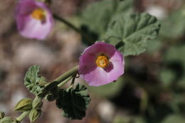 Image of rose globemallow